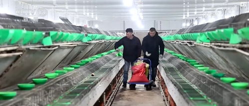 科技赋能创意农业 衍生农产品开发助力乡村振兴新画卷